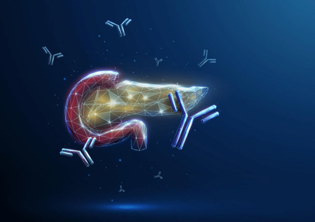 Autoimmune Diabetes Pancreas and antibodies