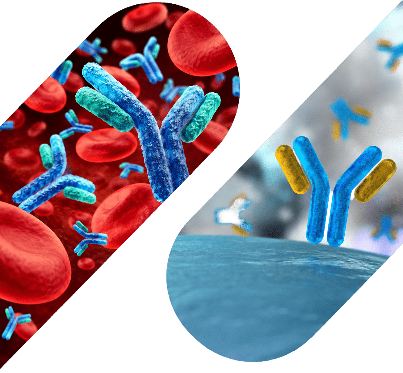 Engineered Human Fc Antibody mobile image