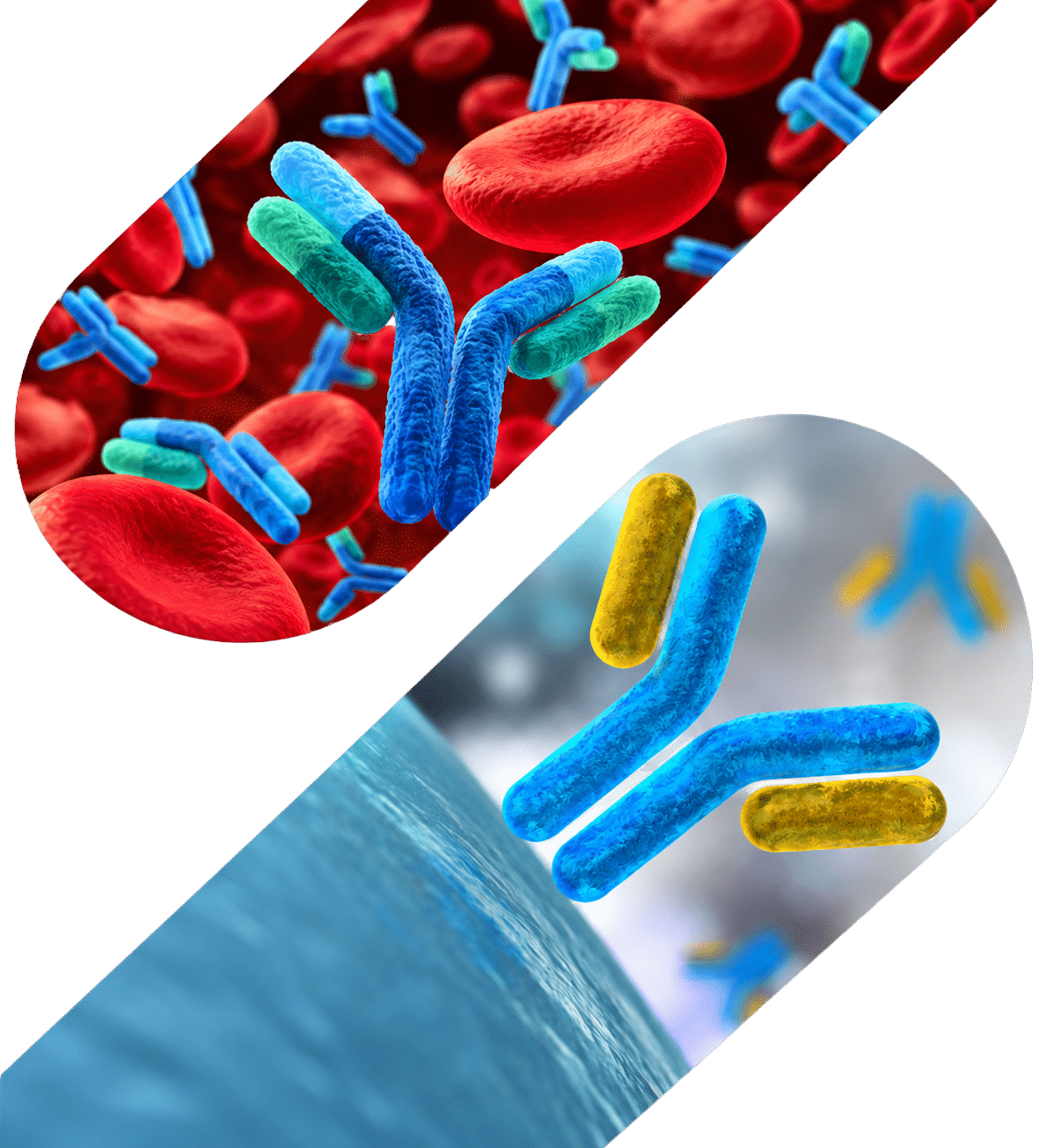 Engineered Human Fc Antibodies